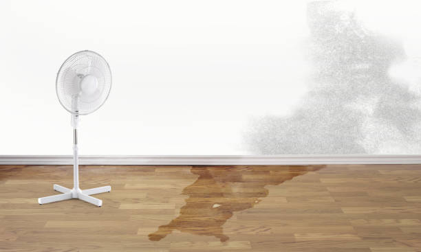 Best Basement water damage restoration  in Hamtramck, MI